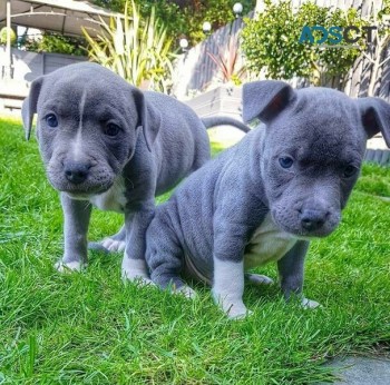 Quality staffordshire bull terrier  Pups