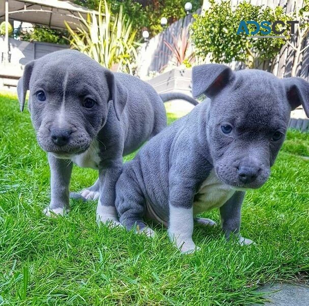 Quality staffordshire bull terrier  Pups