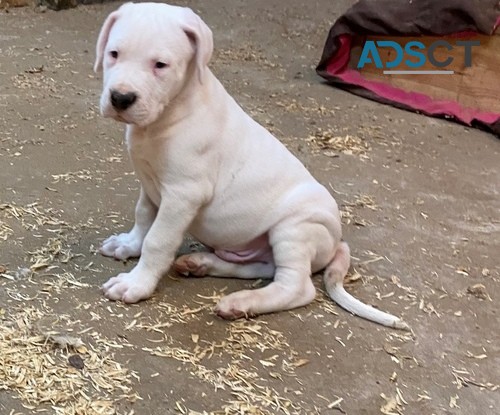 2 Dogo argantin puppies for sale