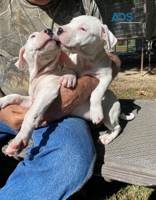 2 Dogo argantin puppies for sale