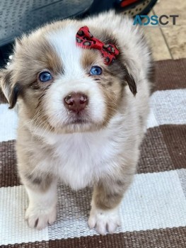 australian shepherd puppies for sale