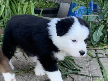 australian shepherd puppies for sale