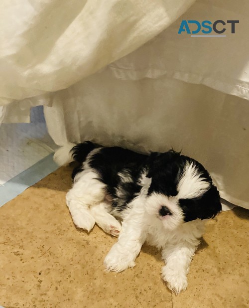 Cute Shih tzu  puppies for sale