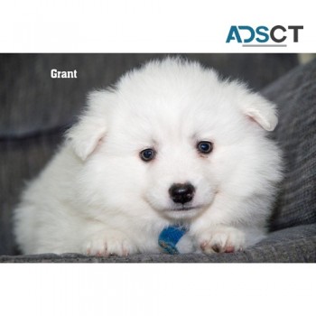 American Eskimo puppies for good homes