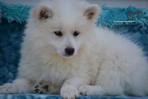 American Eskimo puppies for good homes