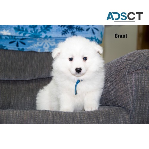 American Eskimo puppies for good homes