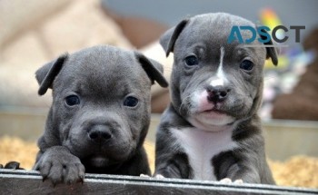 Blue staffy puppies for sale