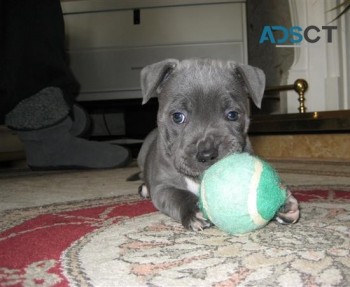 Blue staffy puppies for sale