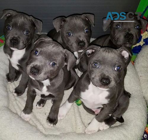 Blue staffy puppies for sale