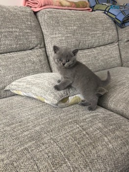 British Shorthair have kittens  