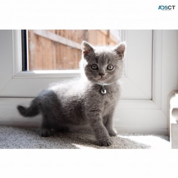 British Shorthair have kittens  