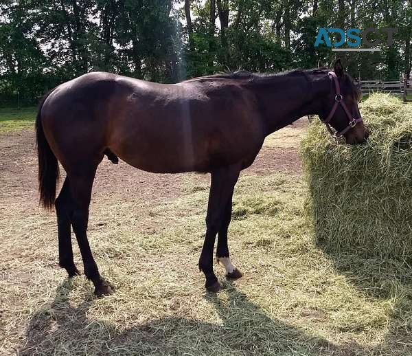 Brown Quarter Horse Colt