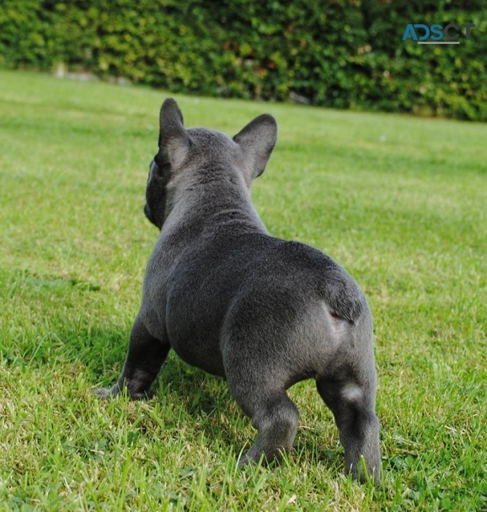 French bulldog  puppies for sale