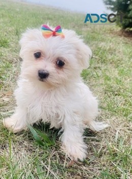 maltese puppies for sale