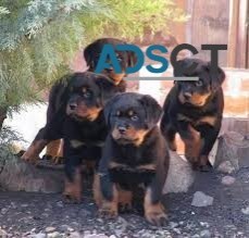 Rottweiler Puppies for good and caring h