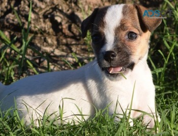 Jack Russel puppies for sale