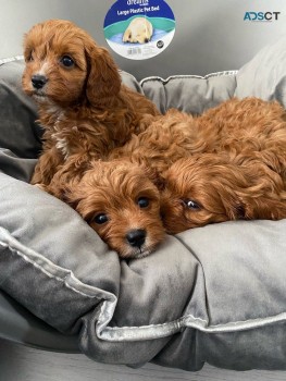 Cavapoo Apricot   Puppies ready now