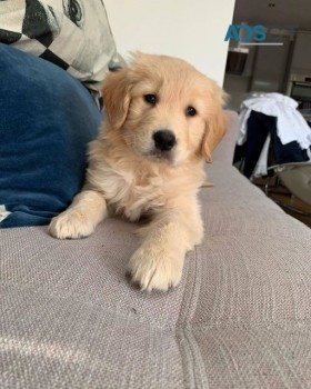 Golden Retriever puppies