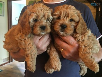 Adorable Cavapoo Puppies for sale