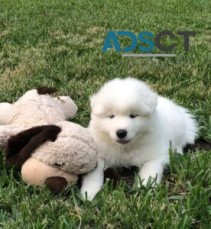 samoyed Puppies for good homes