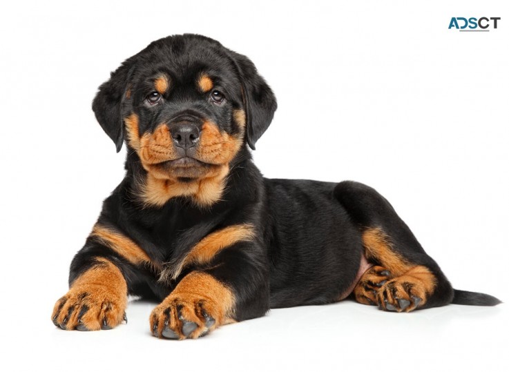  Rottweiler Puppies for good and caring 