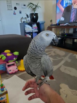 African Gray parrots for sale