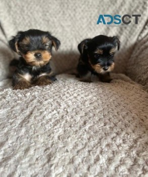 Yorkshire Terrier  puppies for sale