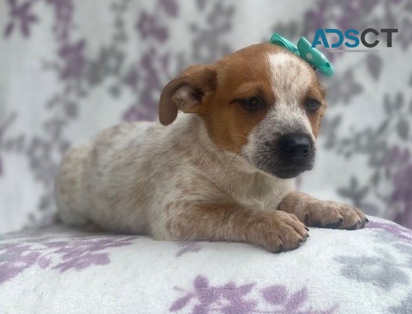 Jack Russel puppies for sale