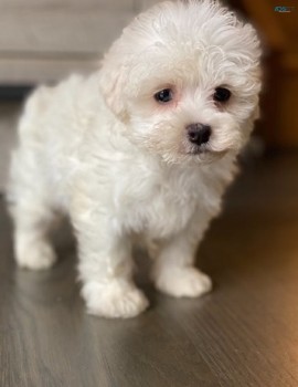 maltese puppies for sale