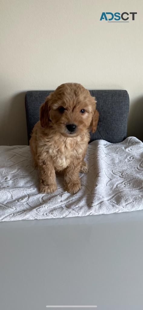 Goldendoodle Pups for rehoming 