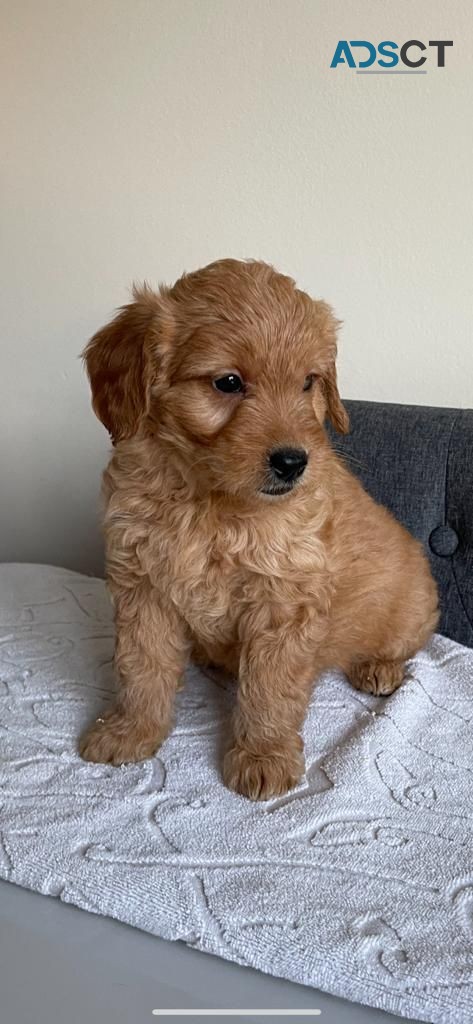 Goldendoodle Pups for rehoming 