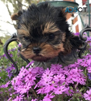 Yorkshire Terrier  puppies for sale