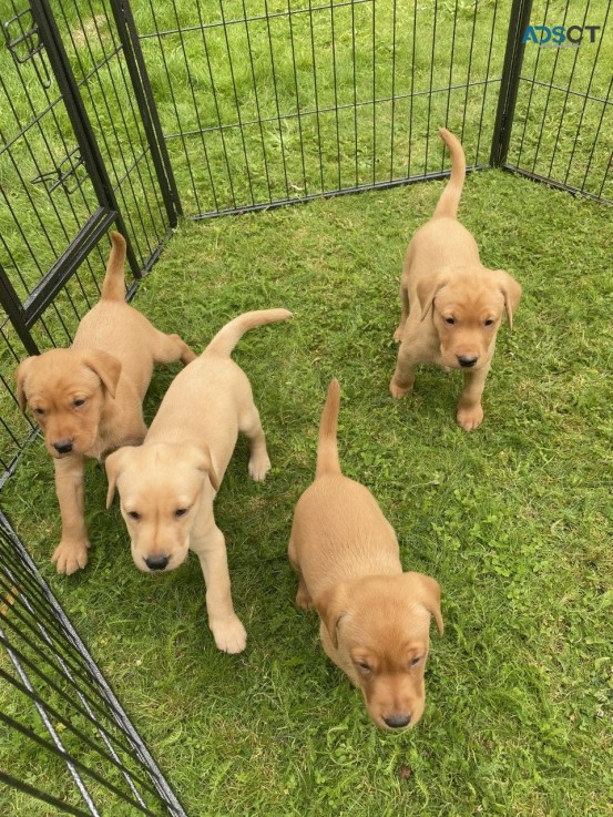 Registered Labrador Retriever  Puppies f