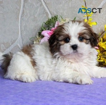 Cute Shih tzu  puppies for sale