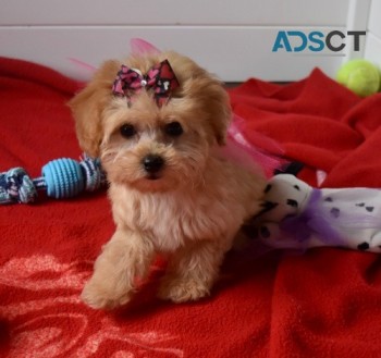 Maltipoo puppies for sale