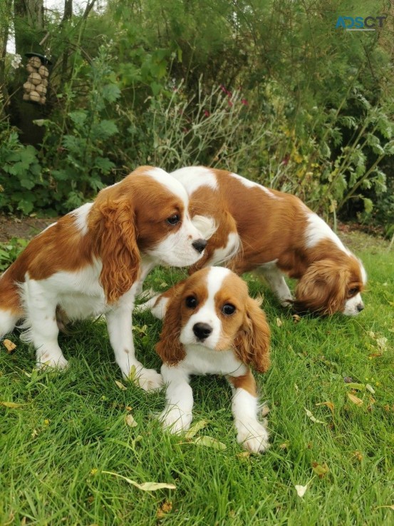 Male and female Cavalier King Charles Sp