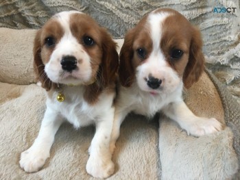 Cavalier Spaniel  Puppies Males & Female