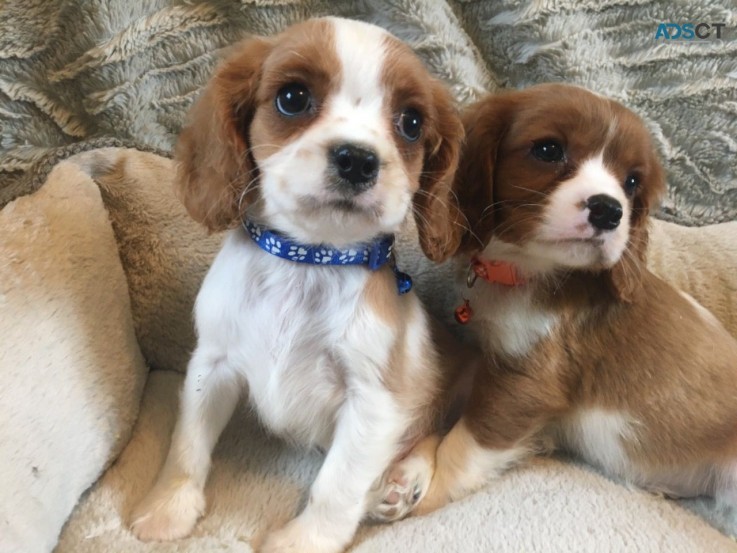 Cavalier Spaniel  Puppies Males & Female