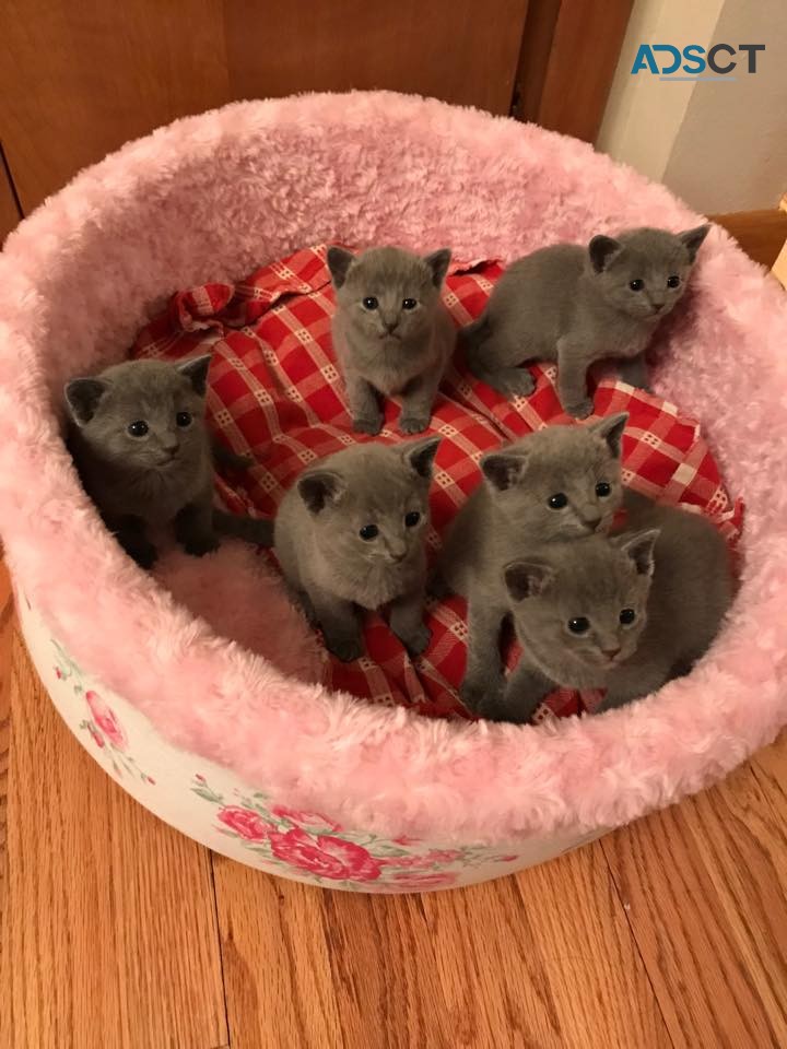 Russian Blue Kittens for sale.