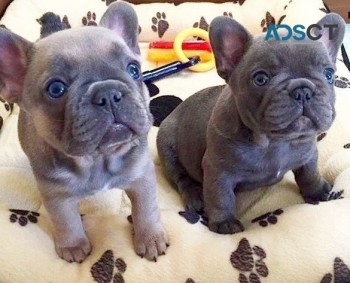 French Bulldog Puppies for sale.