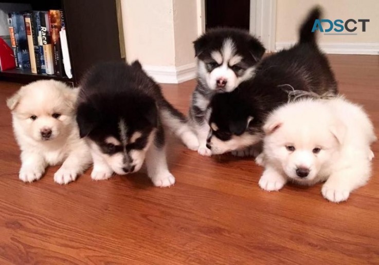 Pomsky Puppies For sale