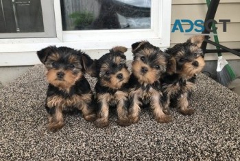 Yorkie Puppies for sale.