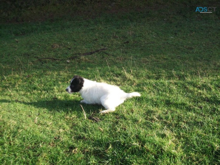 Registered Border Collie Pups 