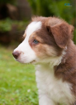 Registered Border Collie Pups 