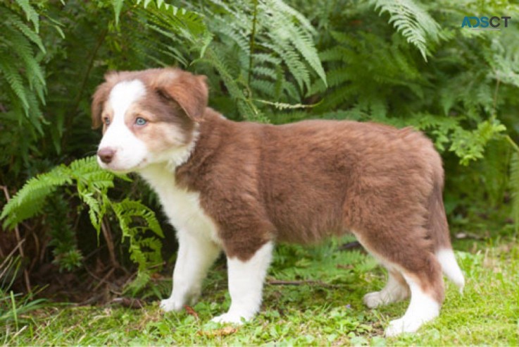 Registered Border Collie Pups 