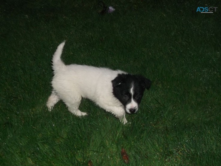 Registered Border Collie Pups 