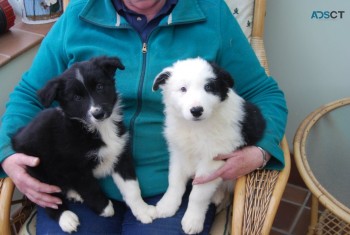 Registered Border Collie Pups 