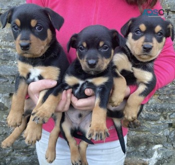 Australian Working Kelpie Puppies  Avail