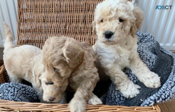 Beautiful  Red Labradoodle  Puppies