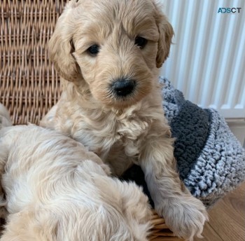 Beautiful  Red Labradoodle  Puppies